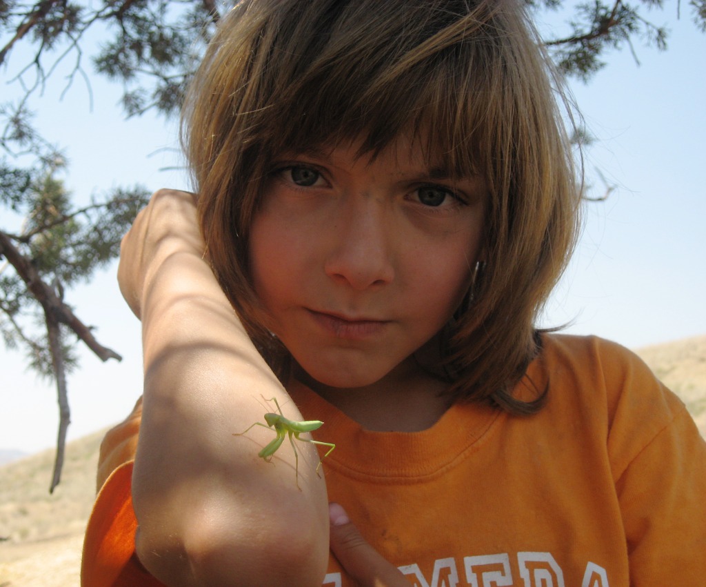 Mantis