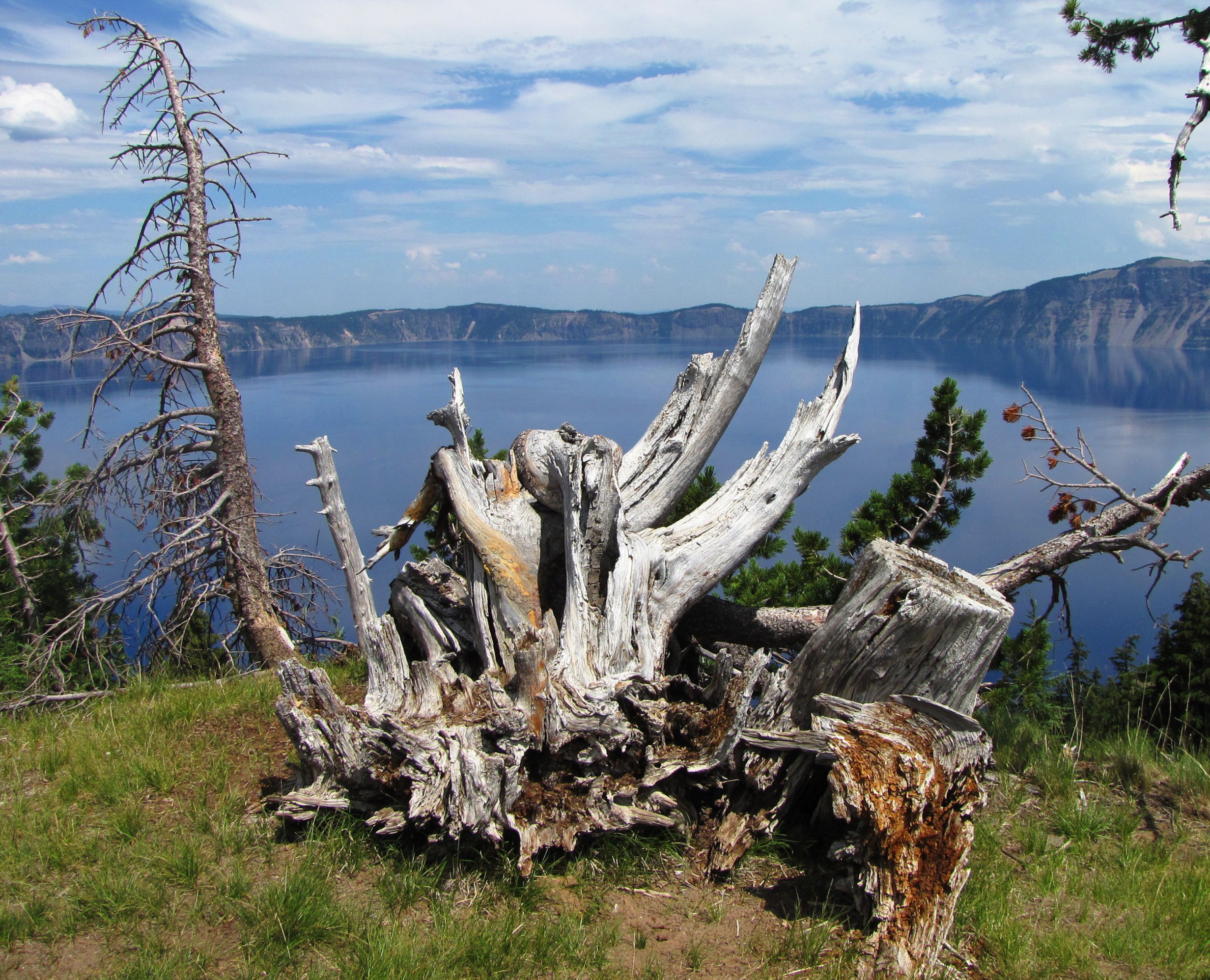 Bleached Wood