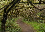 Forest Path