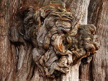 Burl