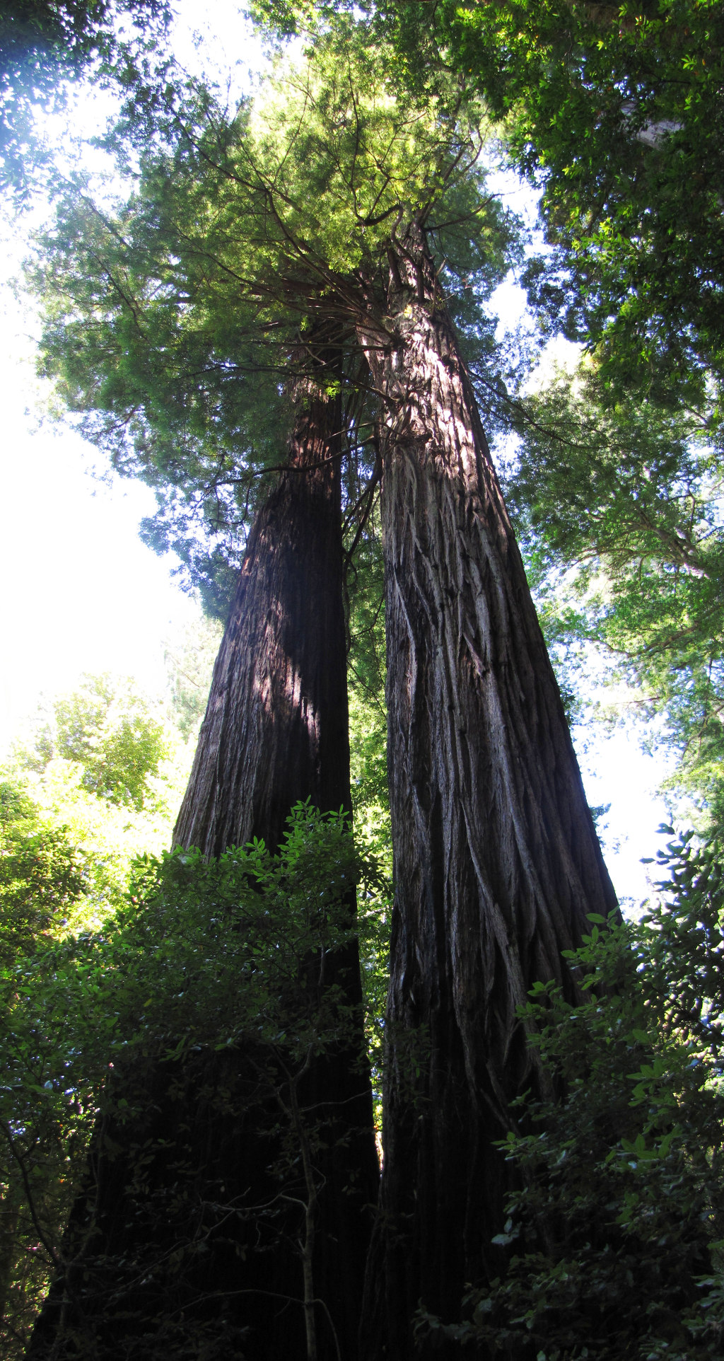 Double Giant