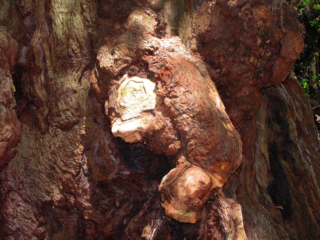 Elephant Burl