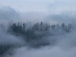 Forest in the Fog