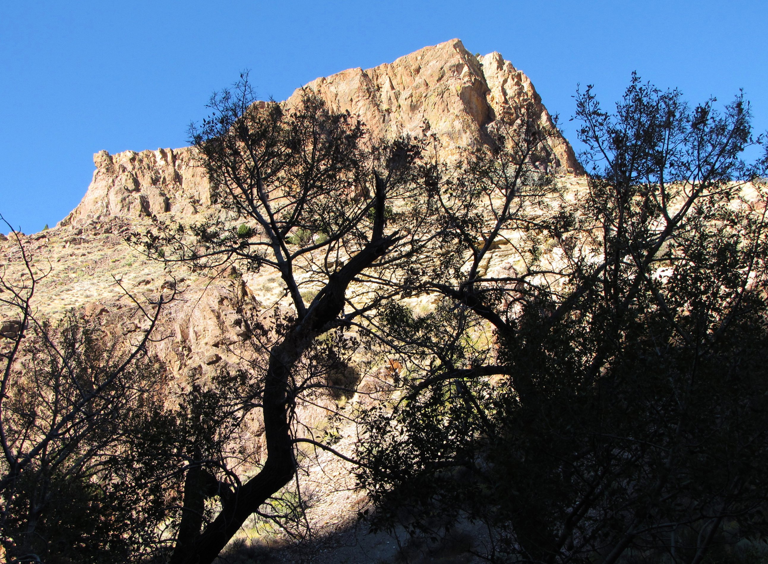 Shadow Trees