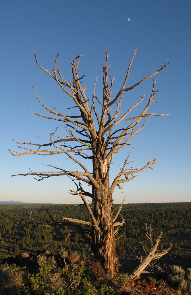 Dead Tree and the Moon
