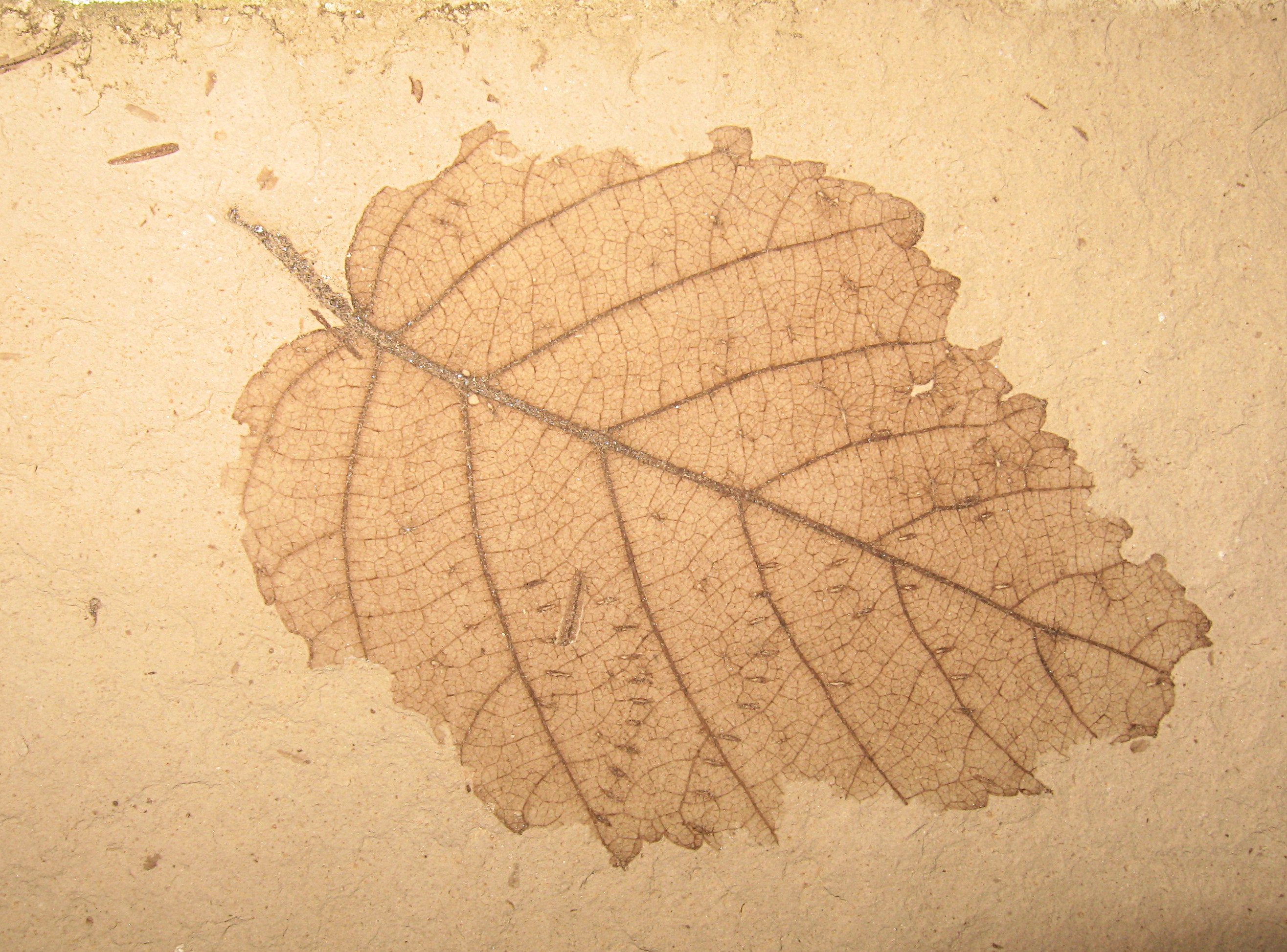 Clear Leaf