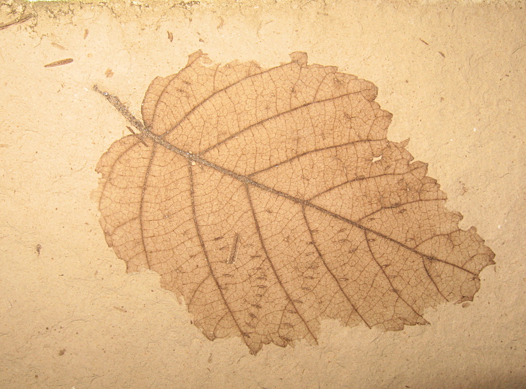 Clear Leaf