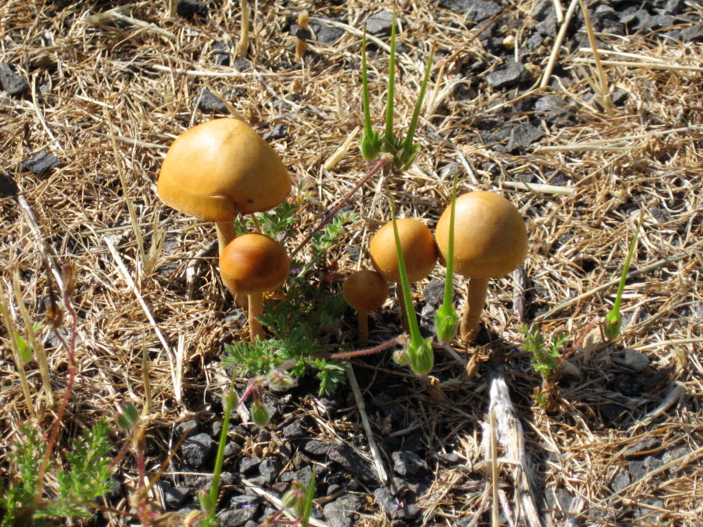 Mushrooms