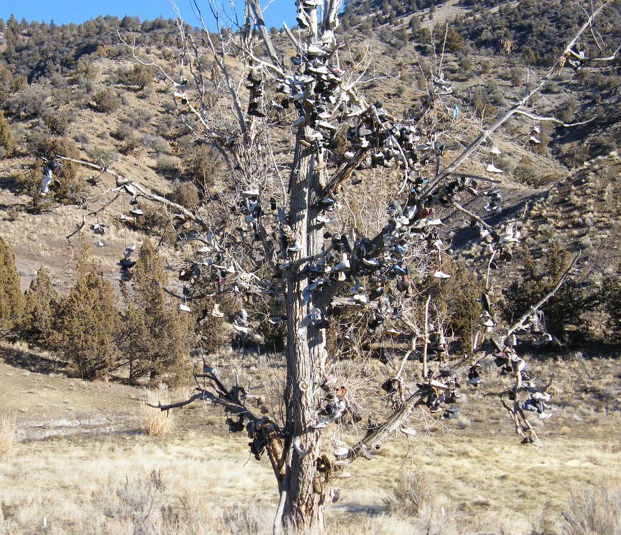 Shoe Tree
