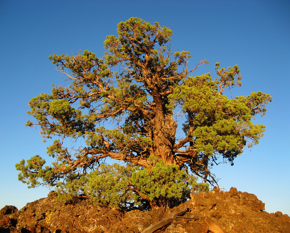 Sunset Juniper