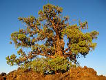 Sunset Juniper