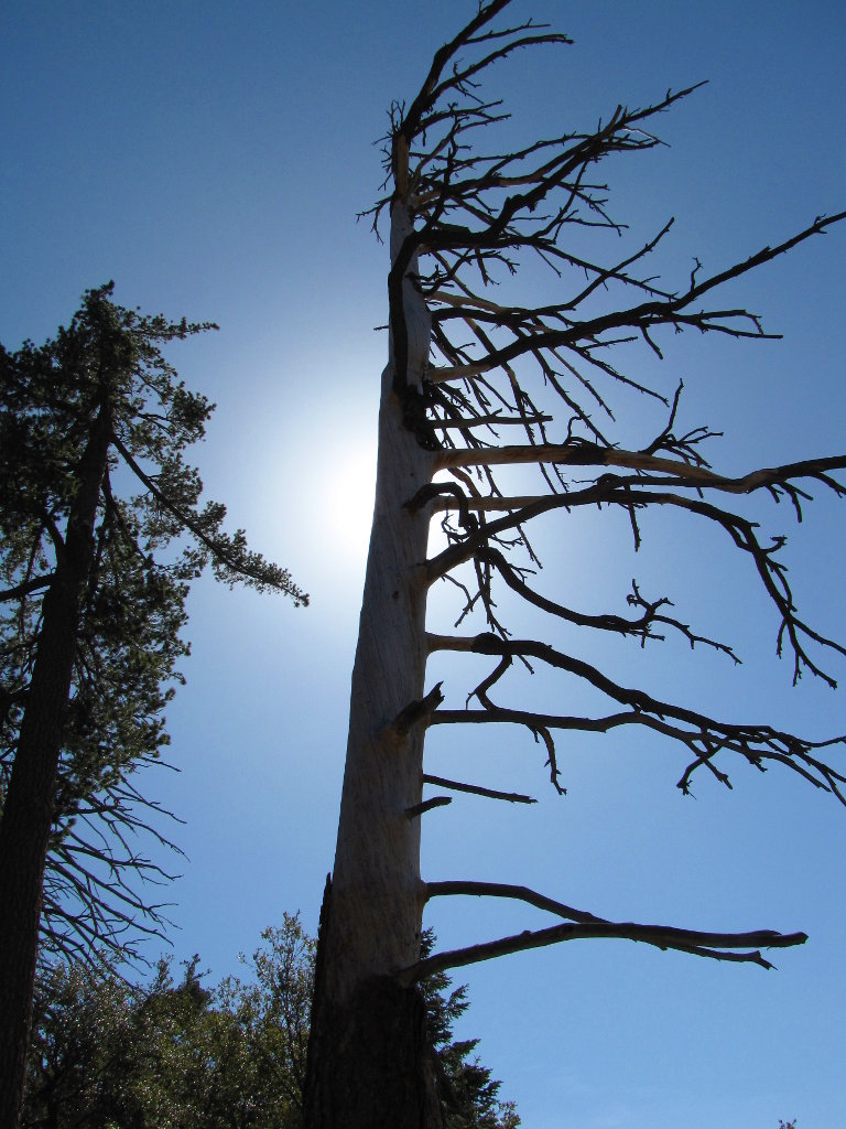Trees Against the Sun