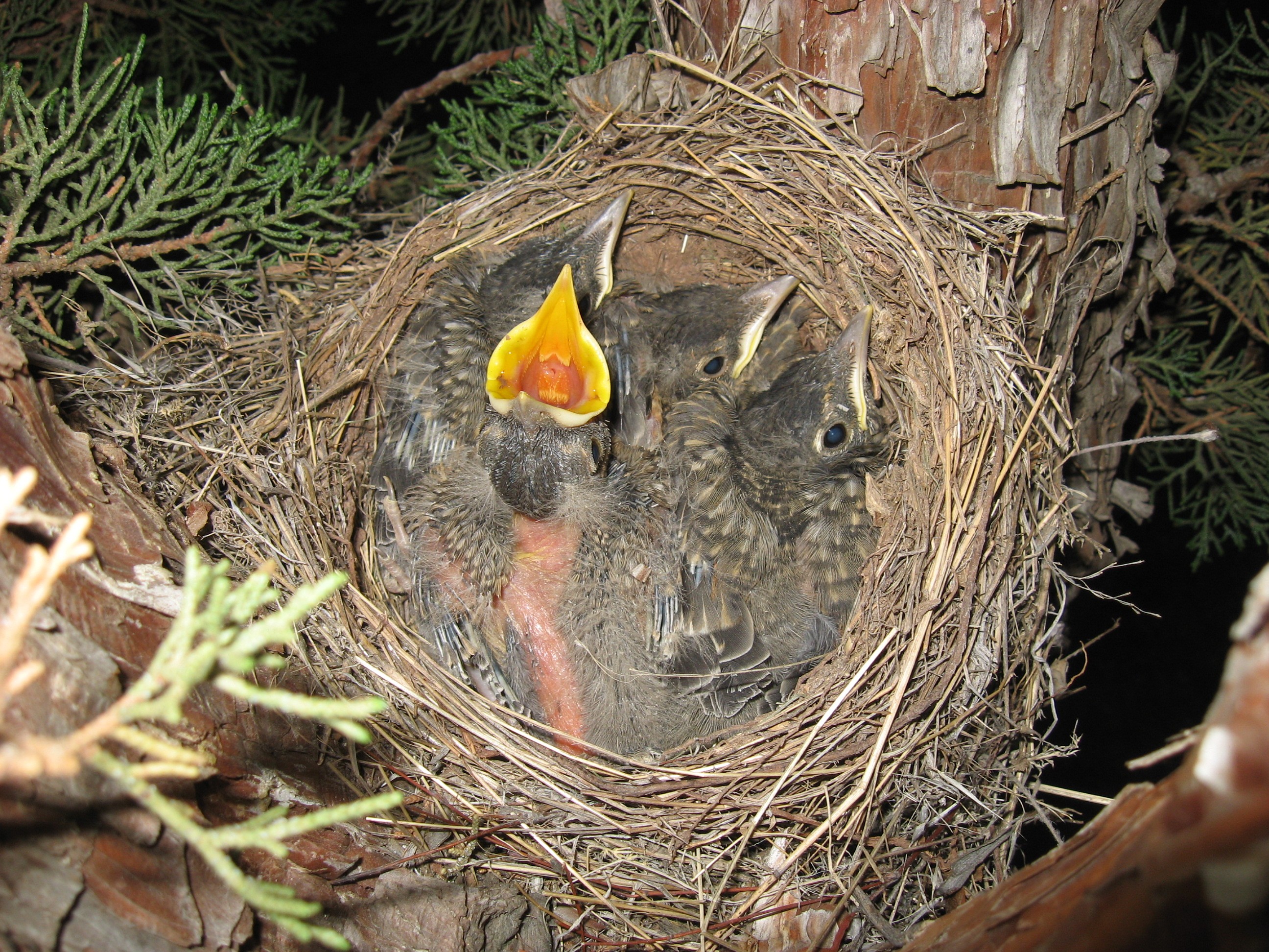 Baby Birds
