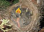 Baby Birds