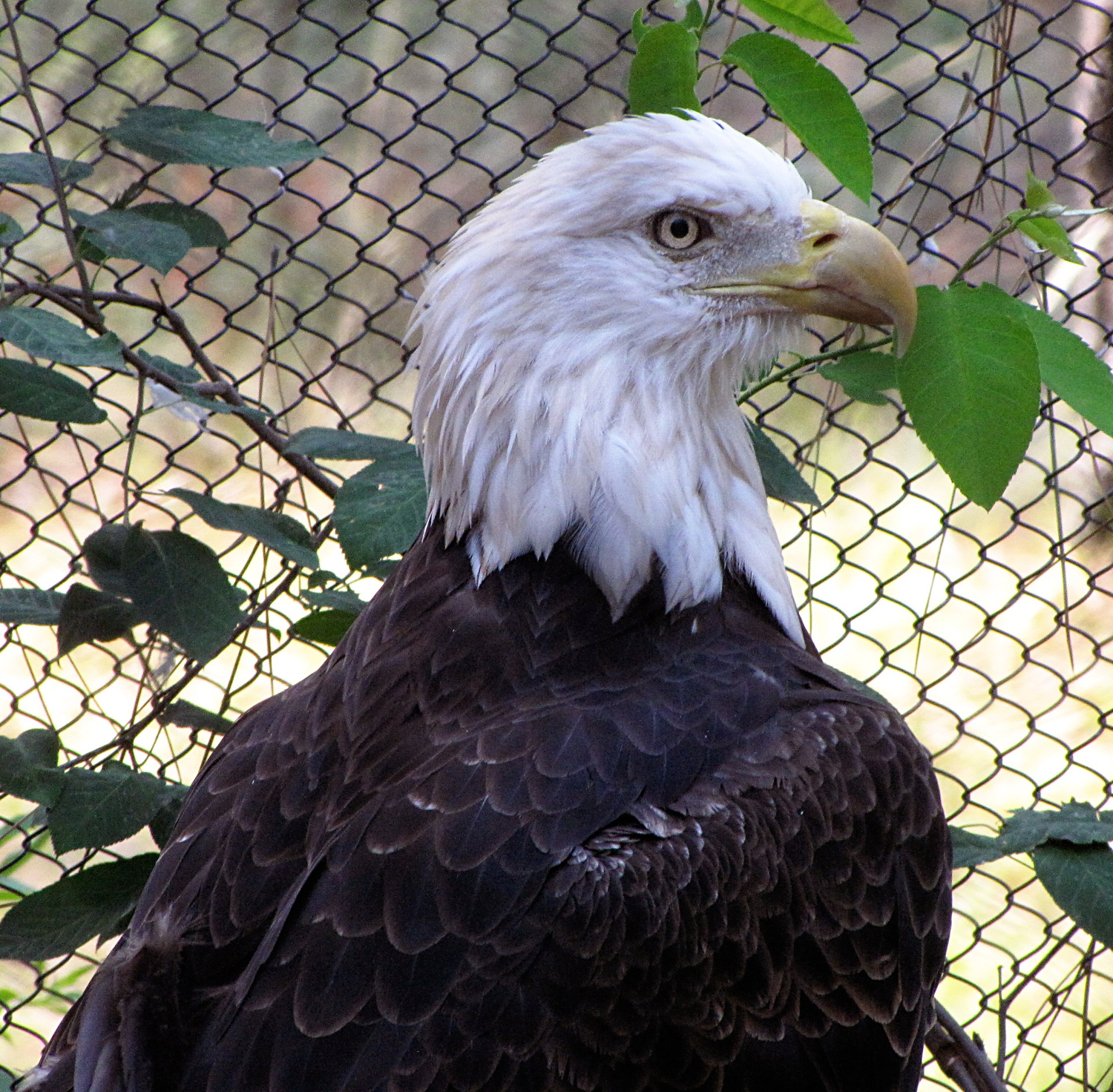 Bald Eagle