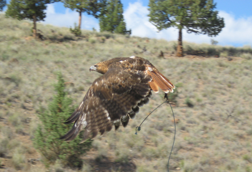 Cam Flying