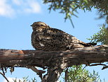 Female Nighthawk in a Tree