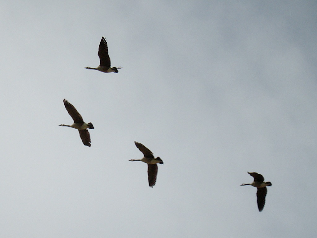 Geese