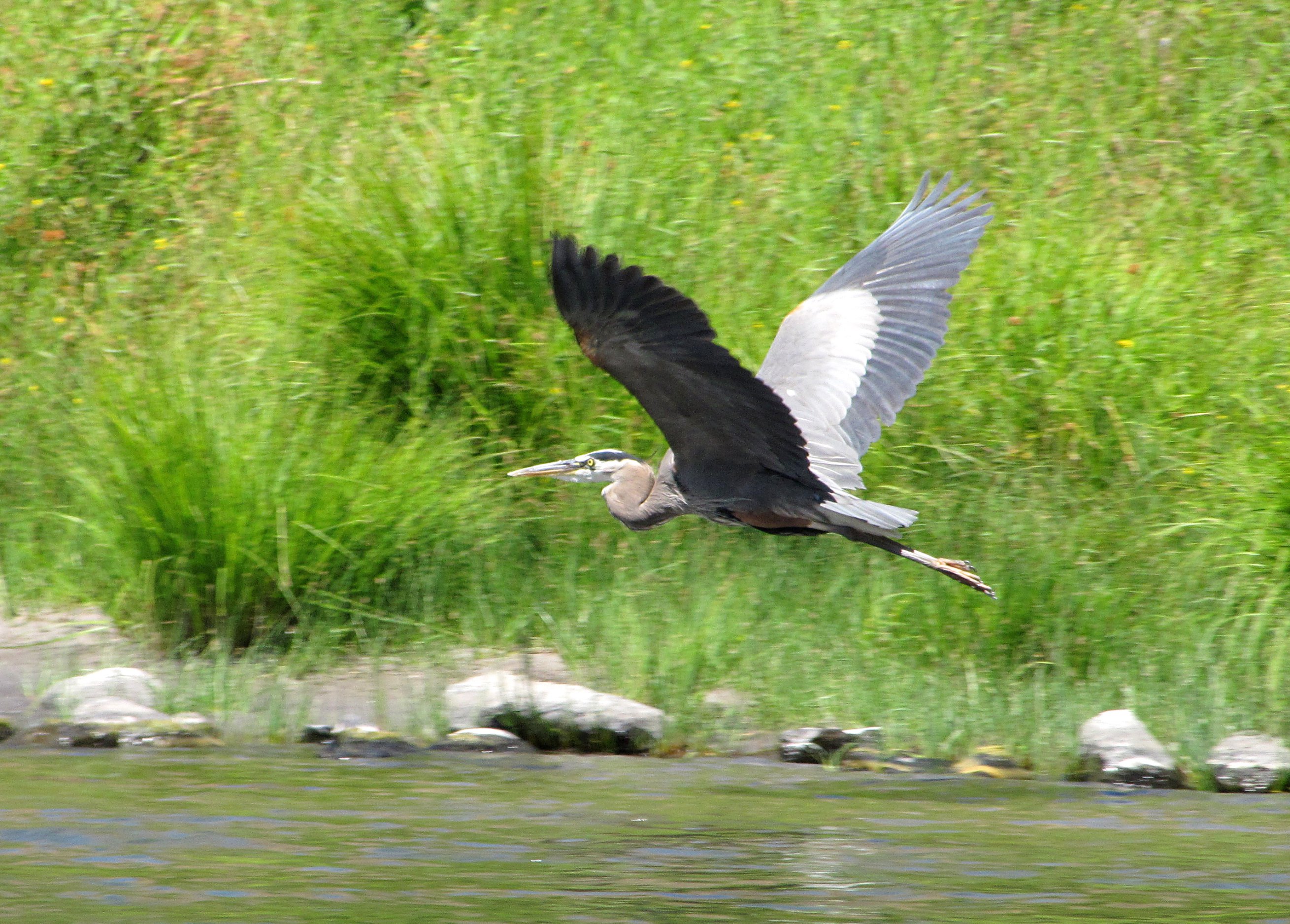 Heron in Flight