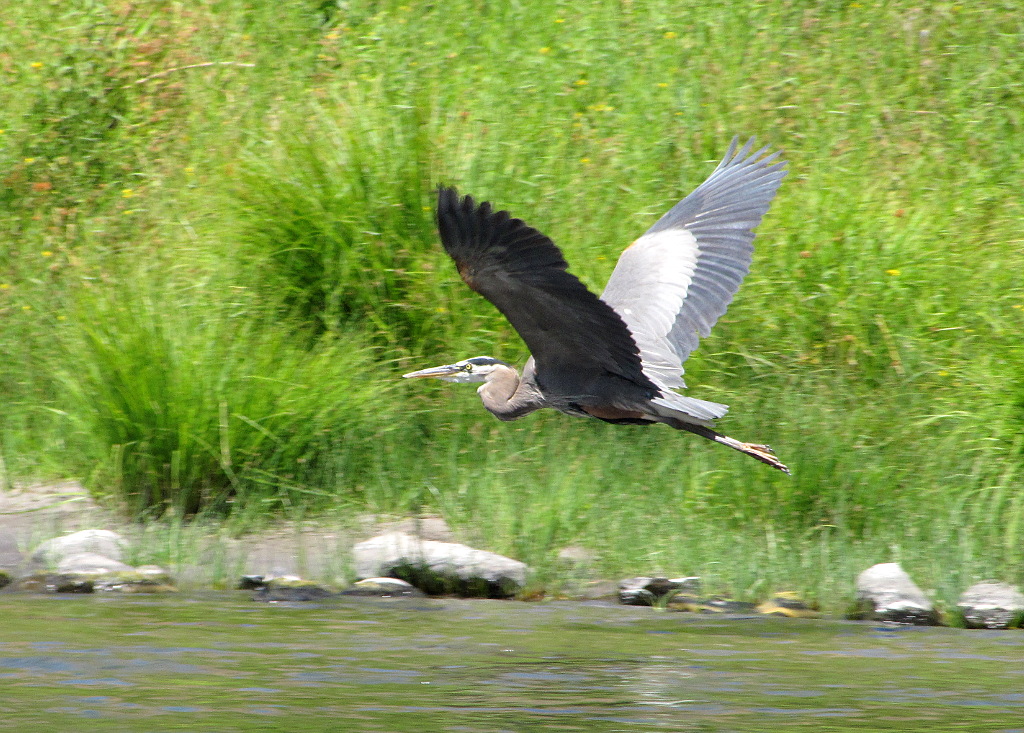 Heron in Flight