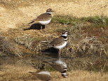 Killdeer Pair