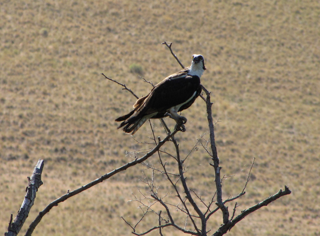 Osprey on a Branch