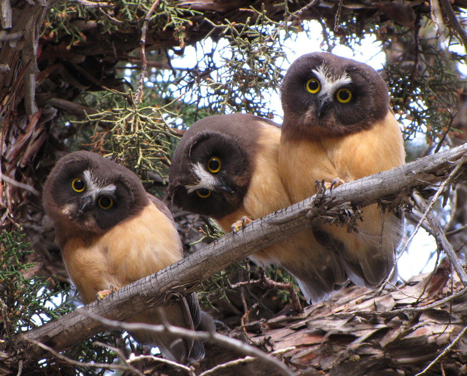 Three Juvenile Saw Whet Owls