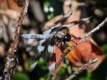 Big Blue Dragonfly