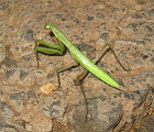 Green Mantis