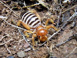 Jerusalem Cricket