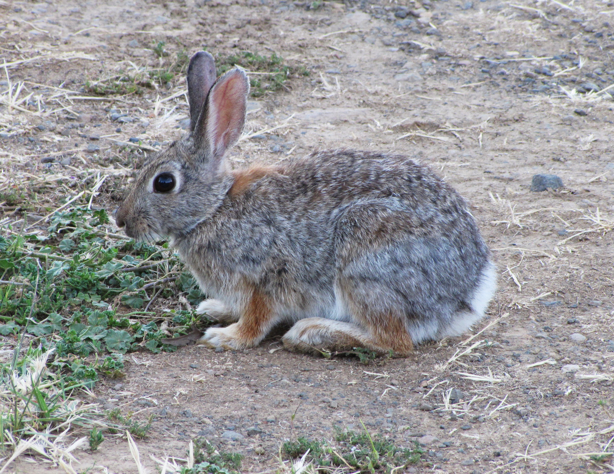 Cottontail