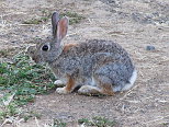 Cottontail