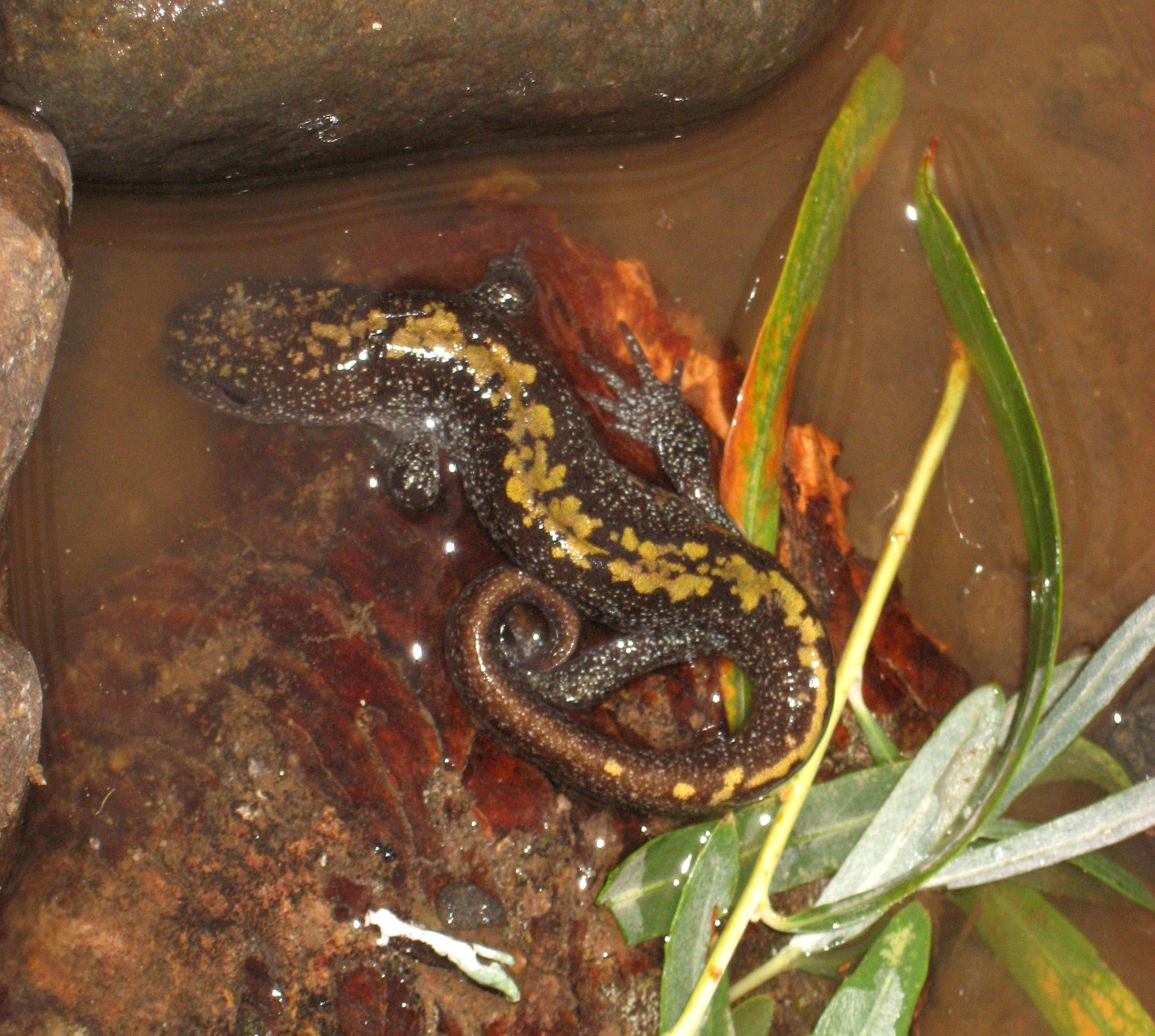 Long-Toed Salamander
