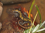 Long-Toed Salamander