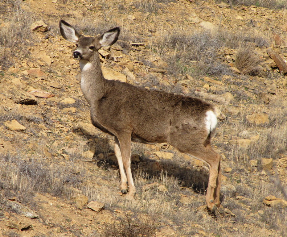 Mule Deer