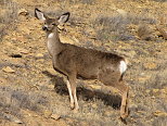 Mule Deer