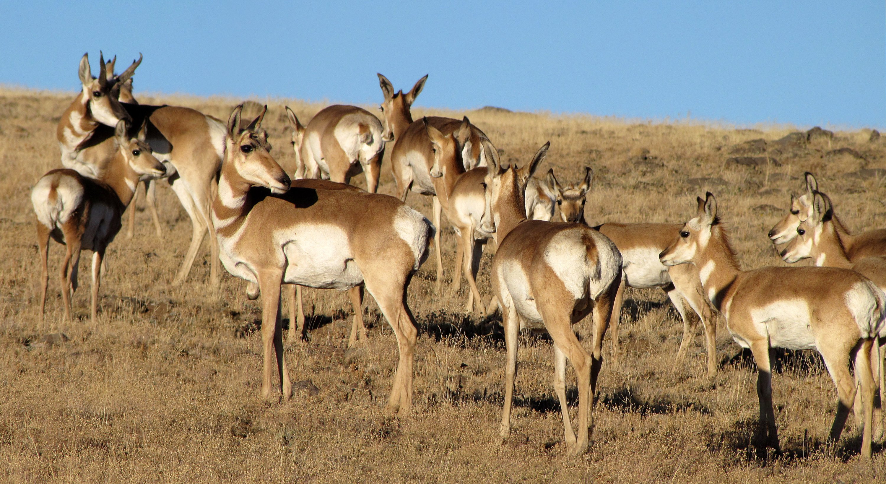 Pronghorns