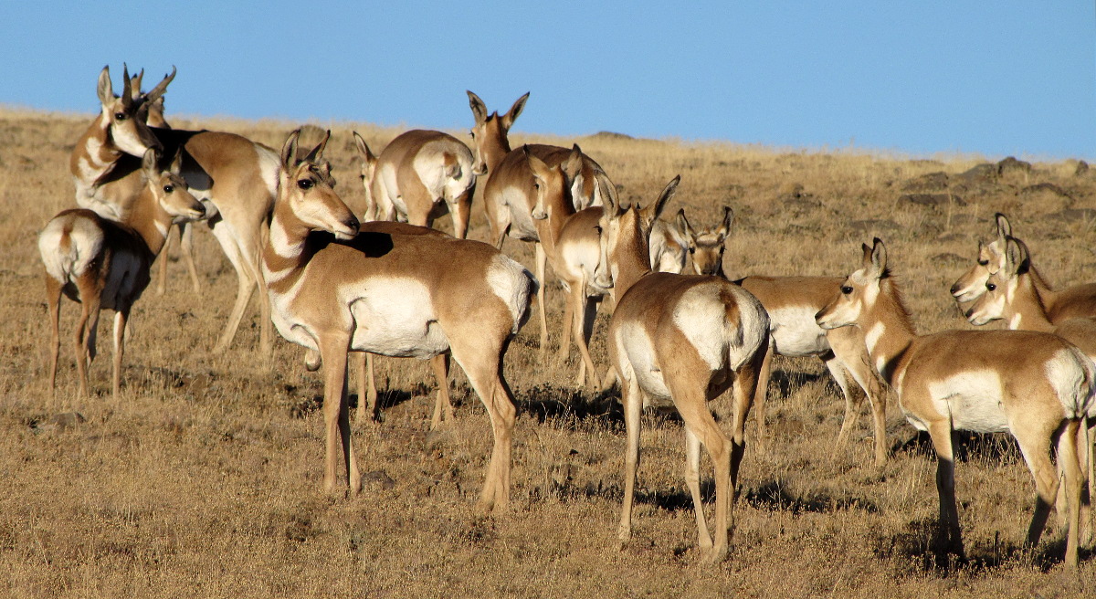 Pronghorns