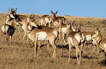 Pronghorns