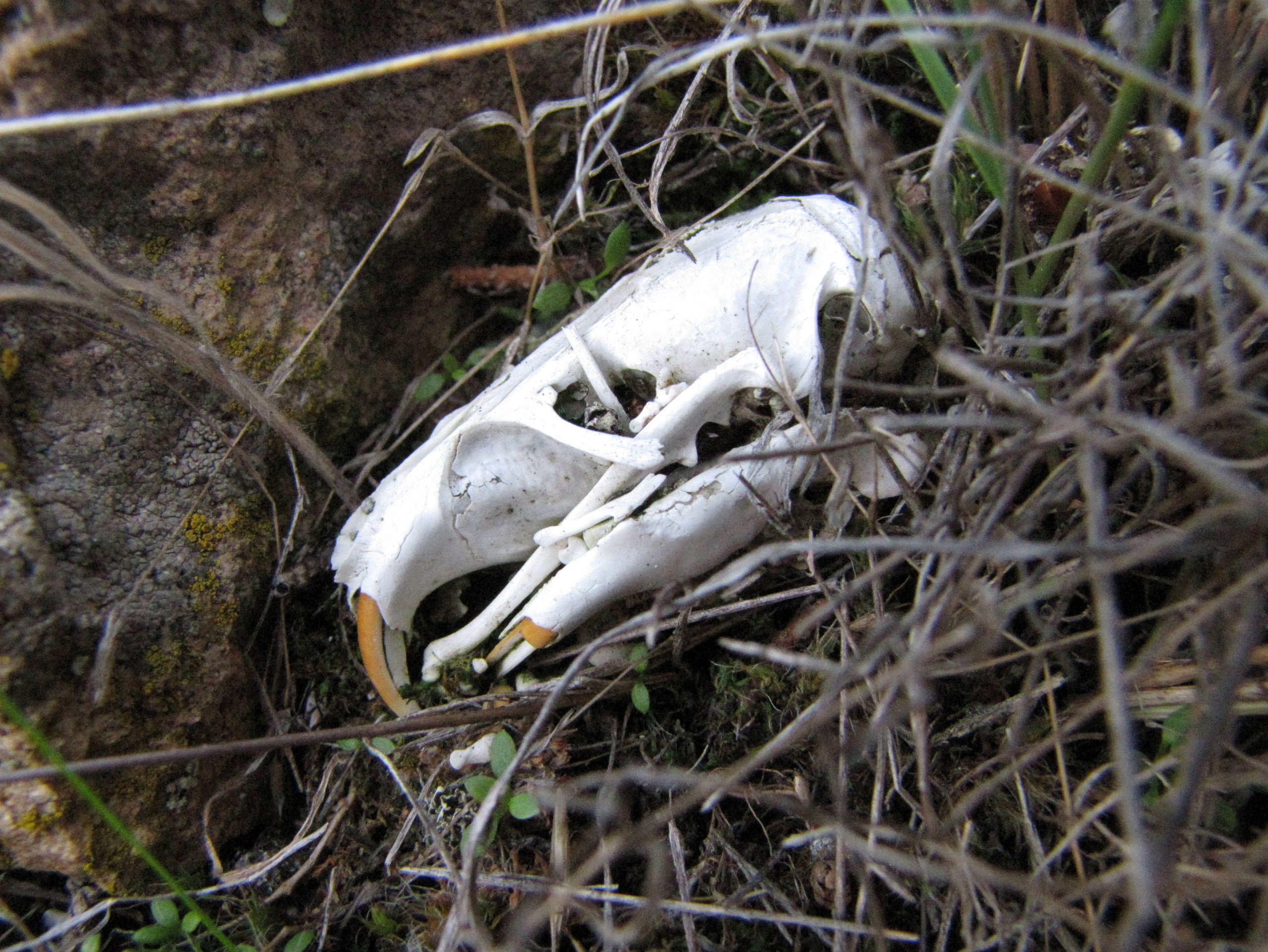 Rodent Skull