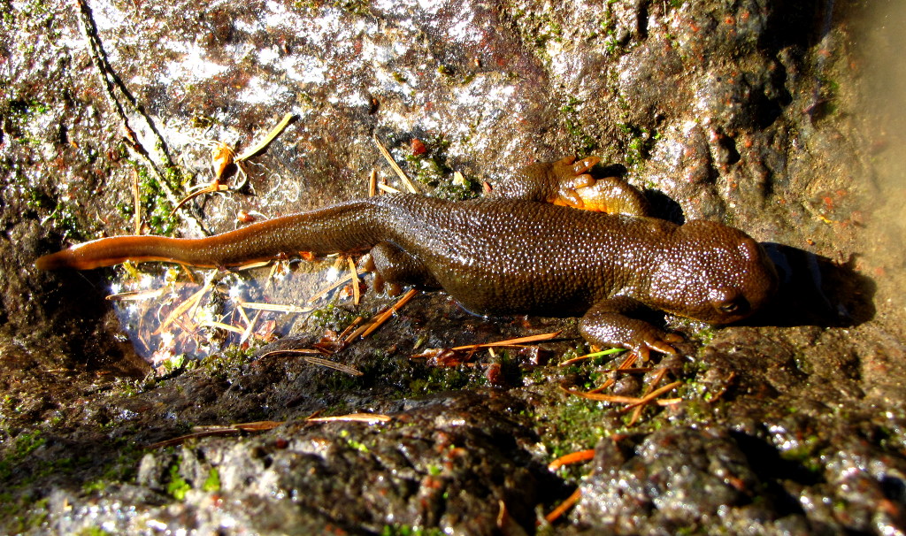 Rough-Skinned Newt