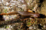Rough-Skinned Newt