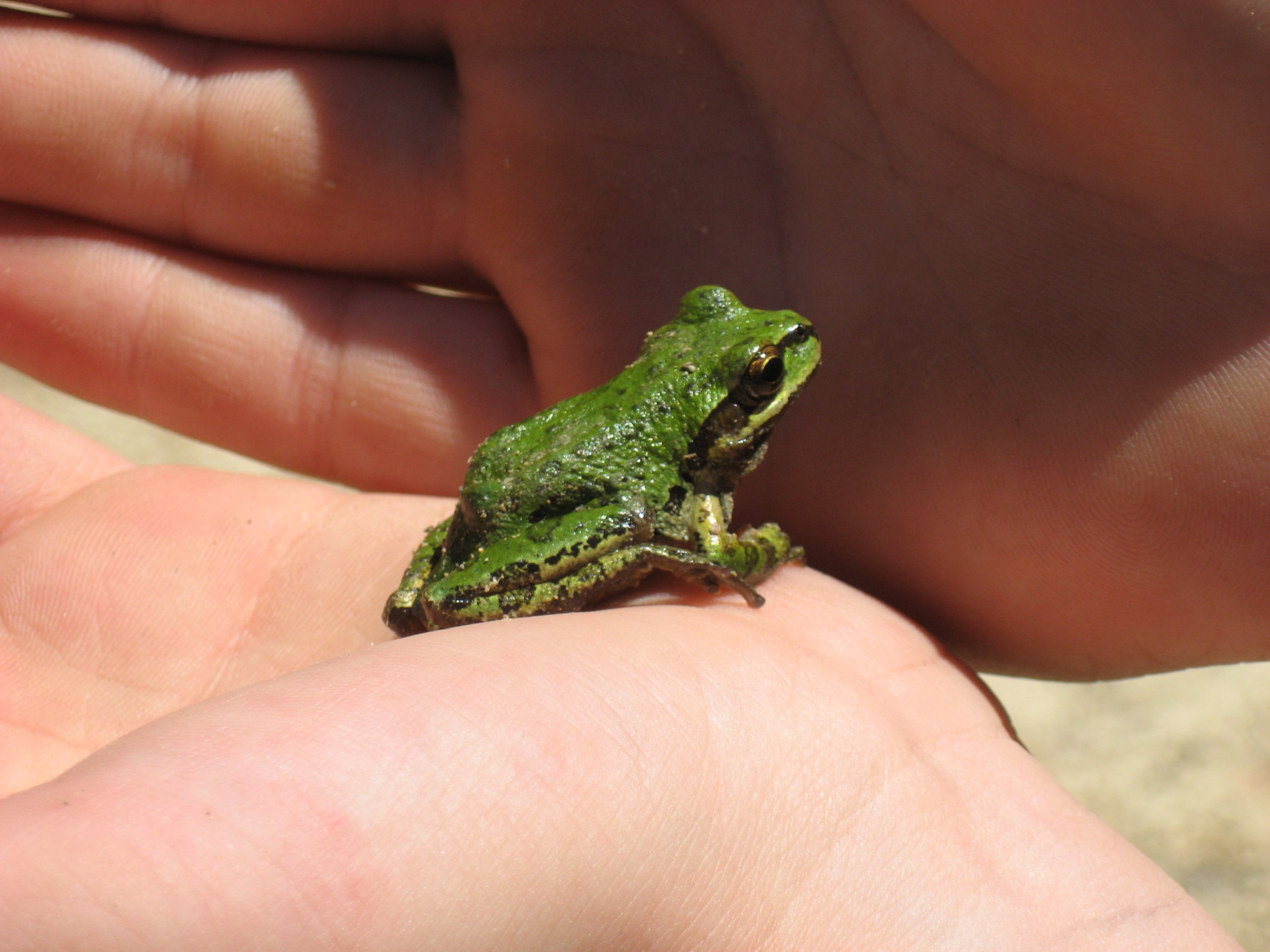 Tree Frog