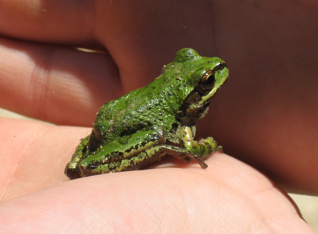 Tree Frog