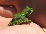 Tree Frog