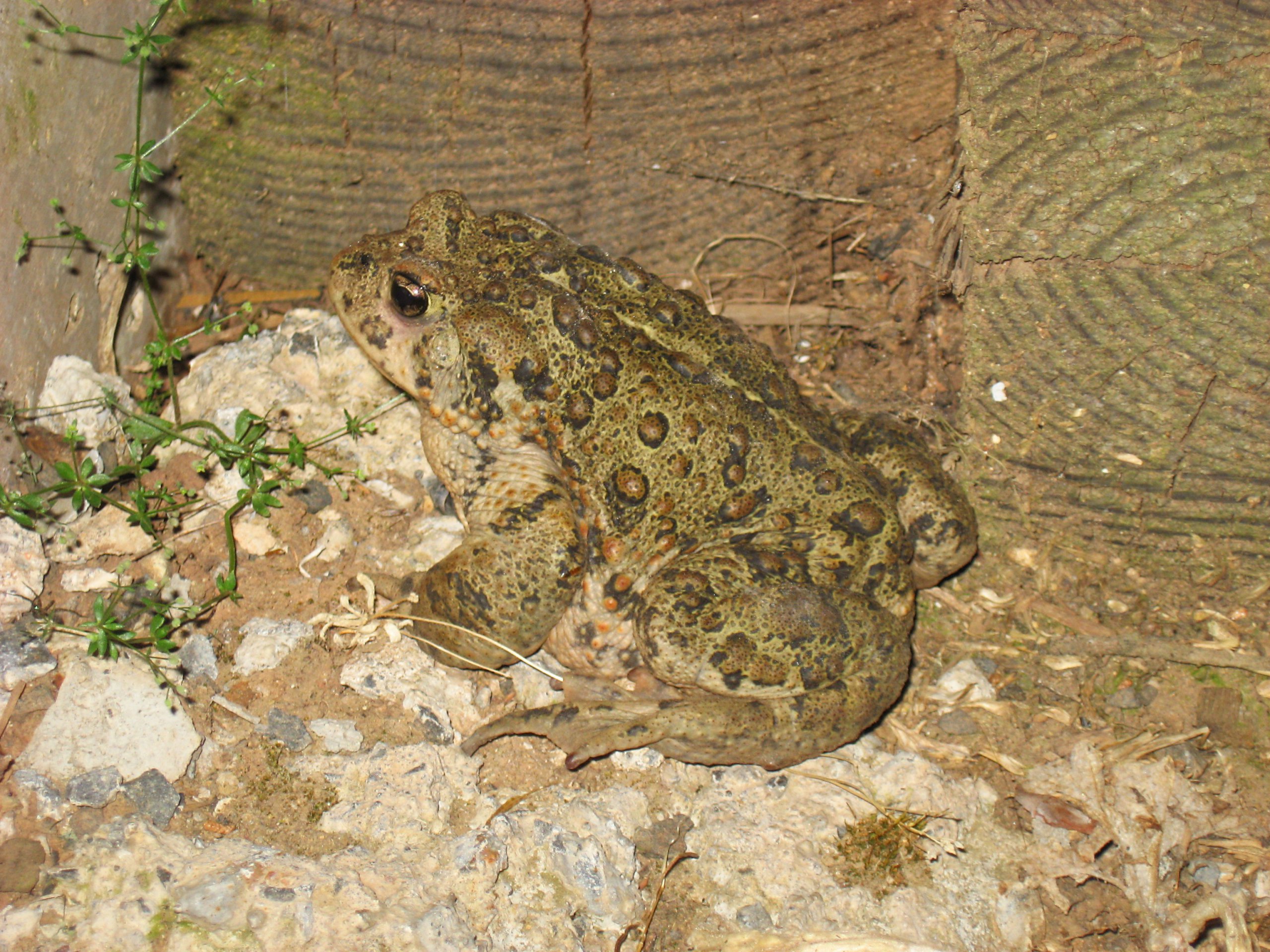 Western Toad