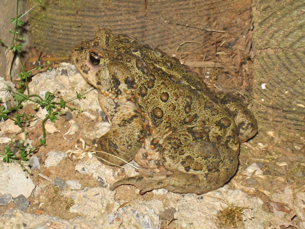 Western Toad