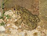 Western Toad