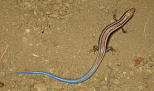 Western Skink