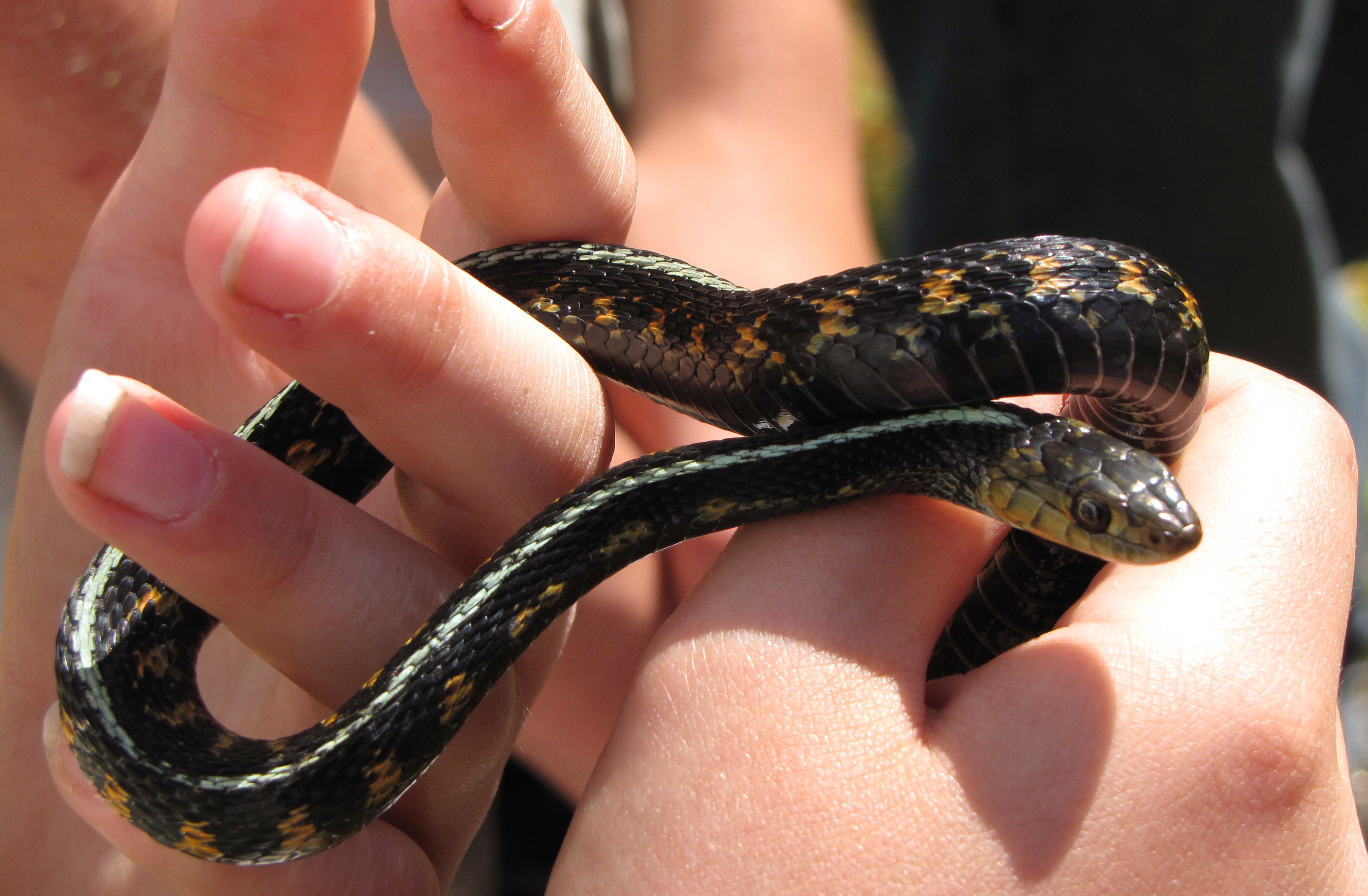 Dark Garter Snake